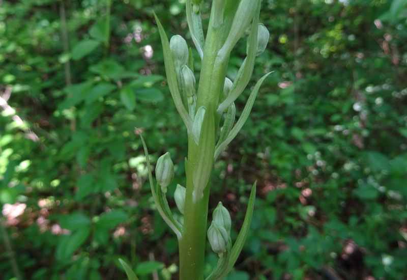 Himantoglossum adriaticum - Rovereto (TN)